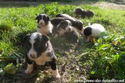 Portée de chiots de LIXIE du 22-10-20