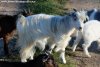 IMELLIS des Tourelles - chèvre miniature à poils longs
