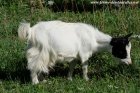 JENNA des Tourelles - chèvre extra-toy à poils longs