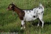 LACY - chèvre miniature des Tourelles