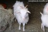 PETULIA de l'élevage Fanfan & Peluche - chèvre (semi ?) miniature semi-angora