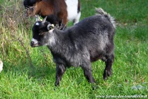 LAUREEN - chèvre miniature des Tourelles