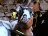 IKKY - chèvre miniature des Tourelles