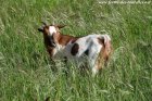 PRALINE - chèvre miniature des Tourelles