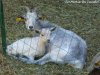 FLANELLE - chèvre naine