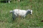 LILOU des Tourelles - chèvre extra-naine à poils longs
