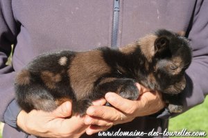 BOUILLETTE des Tourelles - chevrette miniature marbrée