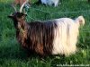 HADORA - chèvre à poils longs des Tourelles