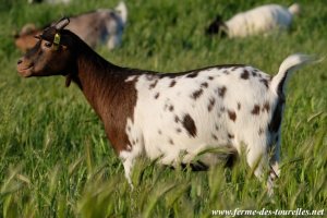 LACY - chèvre miniature des Tourelles