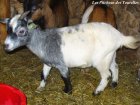 HEVIA - chèvre miniature des Tourelles