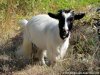 LORIE des Tourelles - chèvre miniature