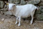 HARMONIA - chèvre extra-naine motte des Tourelles