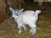 INFINITY des Tourelles - chèvre miniature