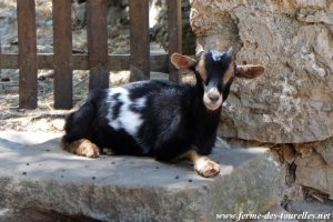 NATCHA des Tourelles - chèvre miniature