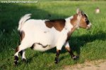 JUVAMINE des Tourelles - chèvre extra-naine