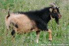 OUAPITIE des Tourelles - bouc miniature extra-nain