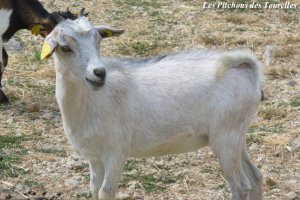 HALOUETTE de 1001 Pattes - chèvre naine
