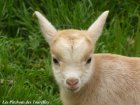 GIN des Tourelles - chevreau miniature