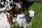 JANELLE (et sa fille Maddie) - chèvre miniature des Tourelles