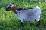ELINA - chèvre miniature des Tourelles
