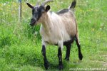 ILDA - chèvre miniature des Tourelles