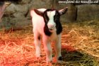 PITCHOUNE des Tourelles - chevrette miniature