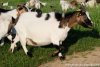 GYPSIE - chèvre miniature extra-naine des Tourelles