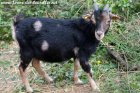 RIKINOU - bouc miniature marbré à la Ferme des Tourelles