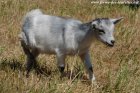 MALIA des Tourelles - chèvre miniature