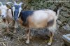 HAVANE - chèvre miniature des Tourelles