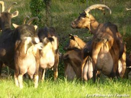 Chèvres Alpines des Tourelles
