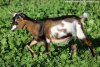 LISOU - chèvre semi-miniature aux yeux bleus des Tourelles