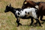 MAÏKA des Tourelles - chèvre miniature