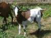 BAMBINA - chèvre naine des Tourelles