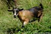 NALA - chèvre miniature des Tourelles