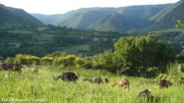 Troupeau chèvres alpines au soleil couchant