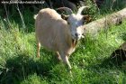 GRISON - chèvre miniature des Tourelles