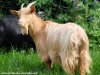 JALIA - chèvre miniature à poils longs des Tourelles