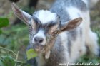OANA des Tourelles - chèvre miniature aux yeux bleus
