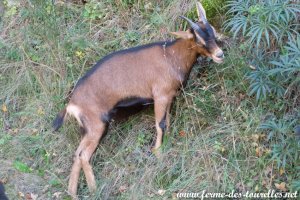 PITA des Tourelles - chèvre Alpine