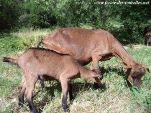 MAMZELLE (et CACHOU) de Tourelles - chèvres Alpines