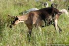 LARISSA des Tourelles - chèvre Alpine