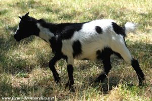 LIBBY des Tourelles - chèvre extra-naine