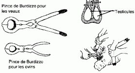 Résumé castration pince