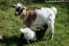 LYDIE - chèvre miniature des Tourelles