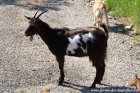 MARQUISE - chèvre semi-miniature des Tourelles