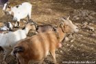 BISCOTTE - chèvre extra-naine des Tourelles