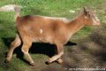 Chèvres et boucs miniatures pies rouge dilué & feu des Tourelles