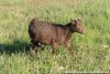OKINAWA des Tourelles - chèvre miniature marbrée