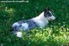 LAVANDE des Tourelles - chienne Border Collie non LOF bleu merle aux yeux bleus